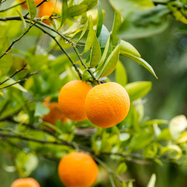 Limited Edition Sweet Orange and Cedarwood Natural Deodorant Mini Tin for Sensitive Skin 15g